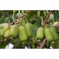 Саженец Актинидия аргута Джамбо в контейнере